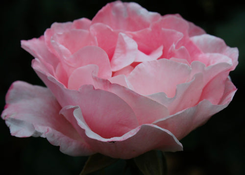 Pink Rose Blossom